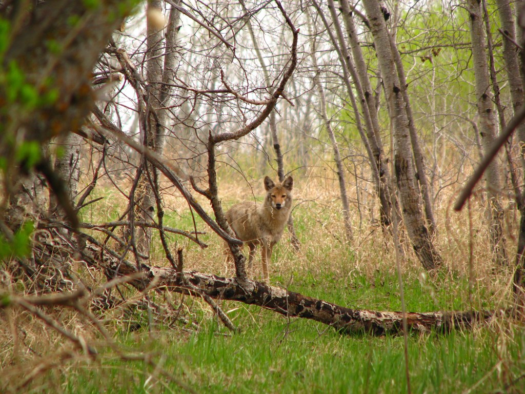 The Coyote and the&nbsp;Farmer