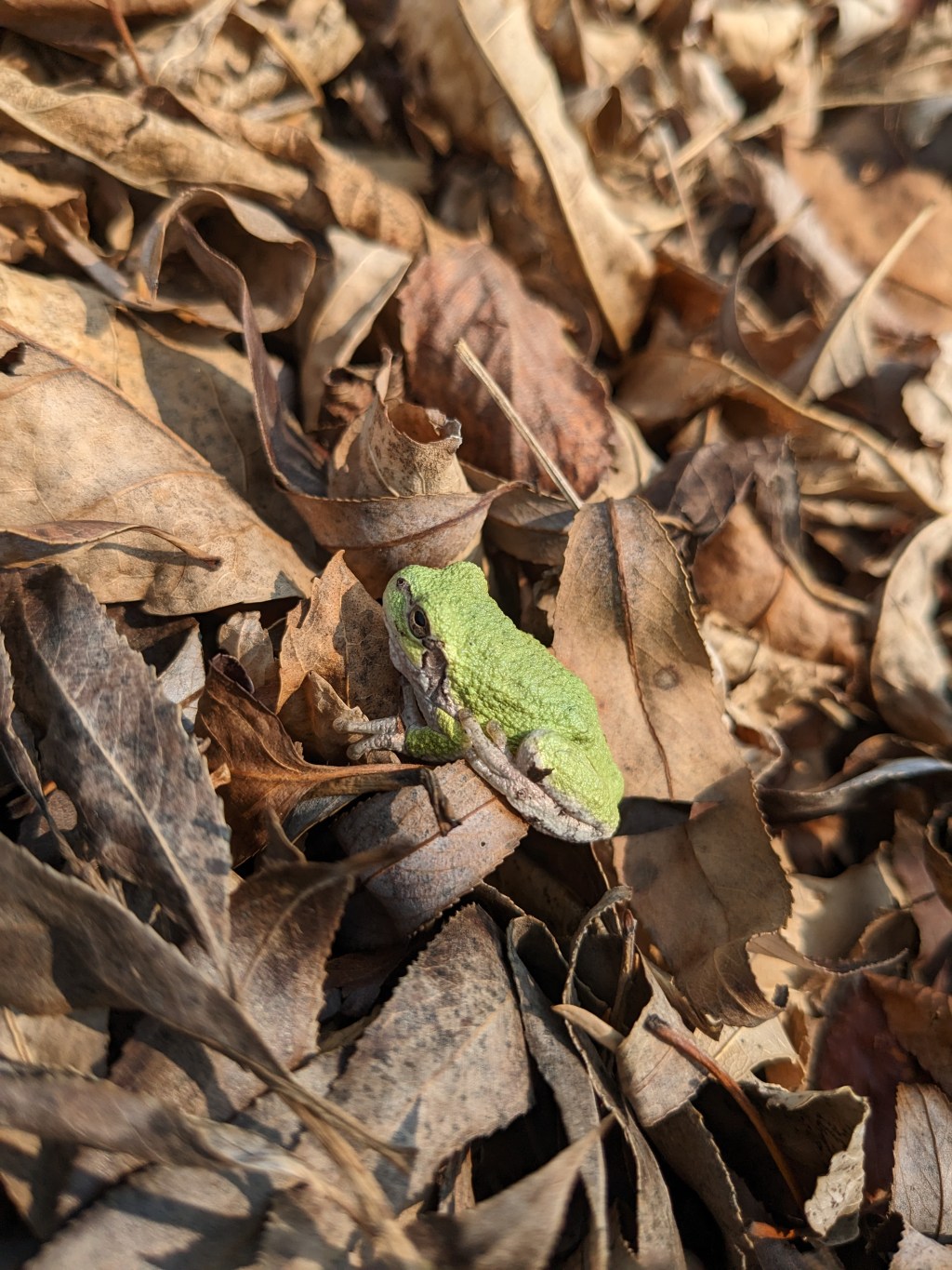 Leaf Mulch and the Water&nbsp;Cycle