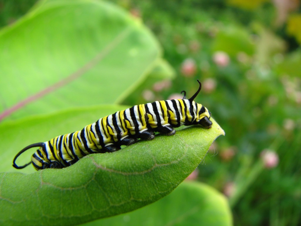 No-Mow for Monarch&nbsp;Butterflies