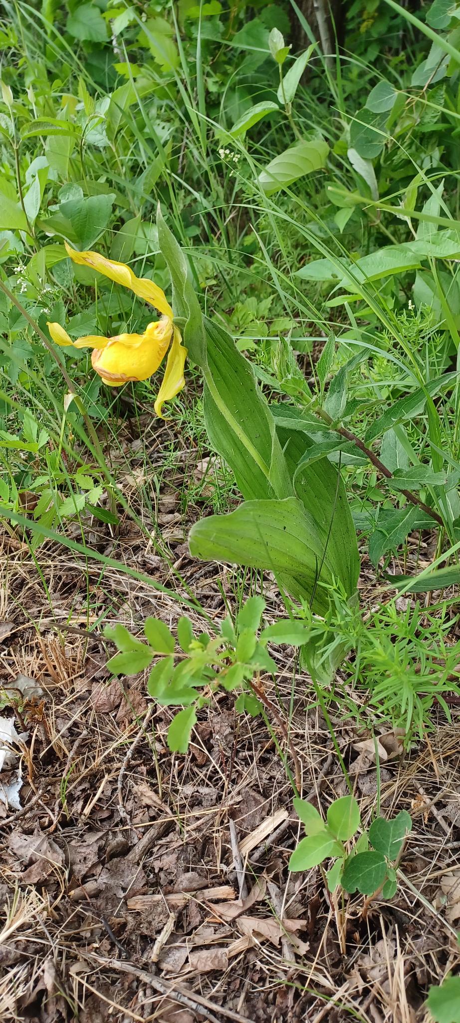 Nature Comes Developed