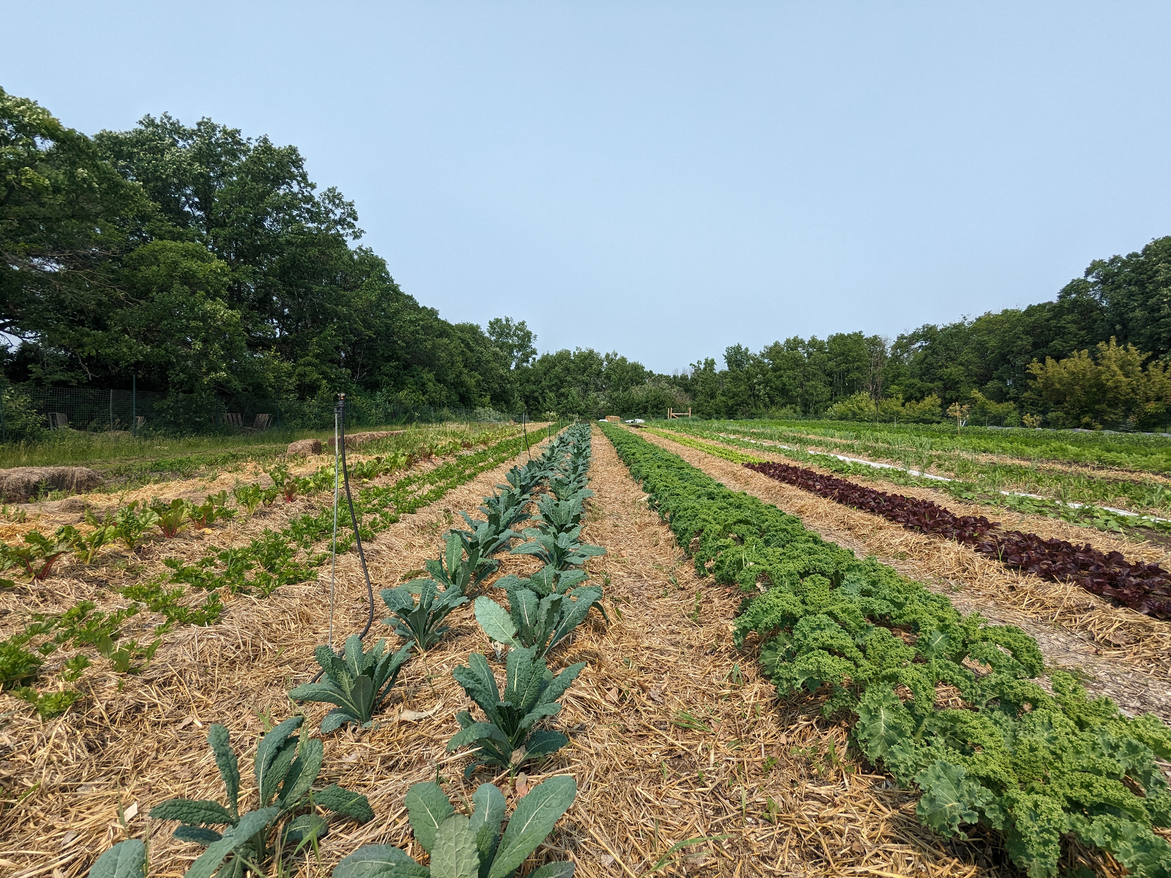 Integrating Agriculture Back Into Communities