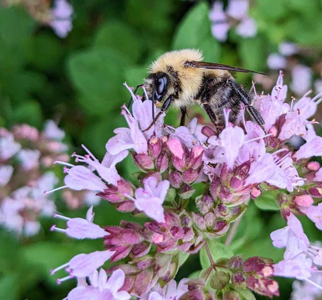Bumblebees Love Oregano