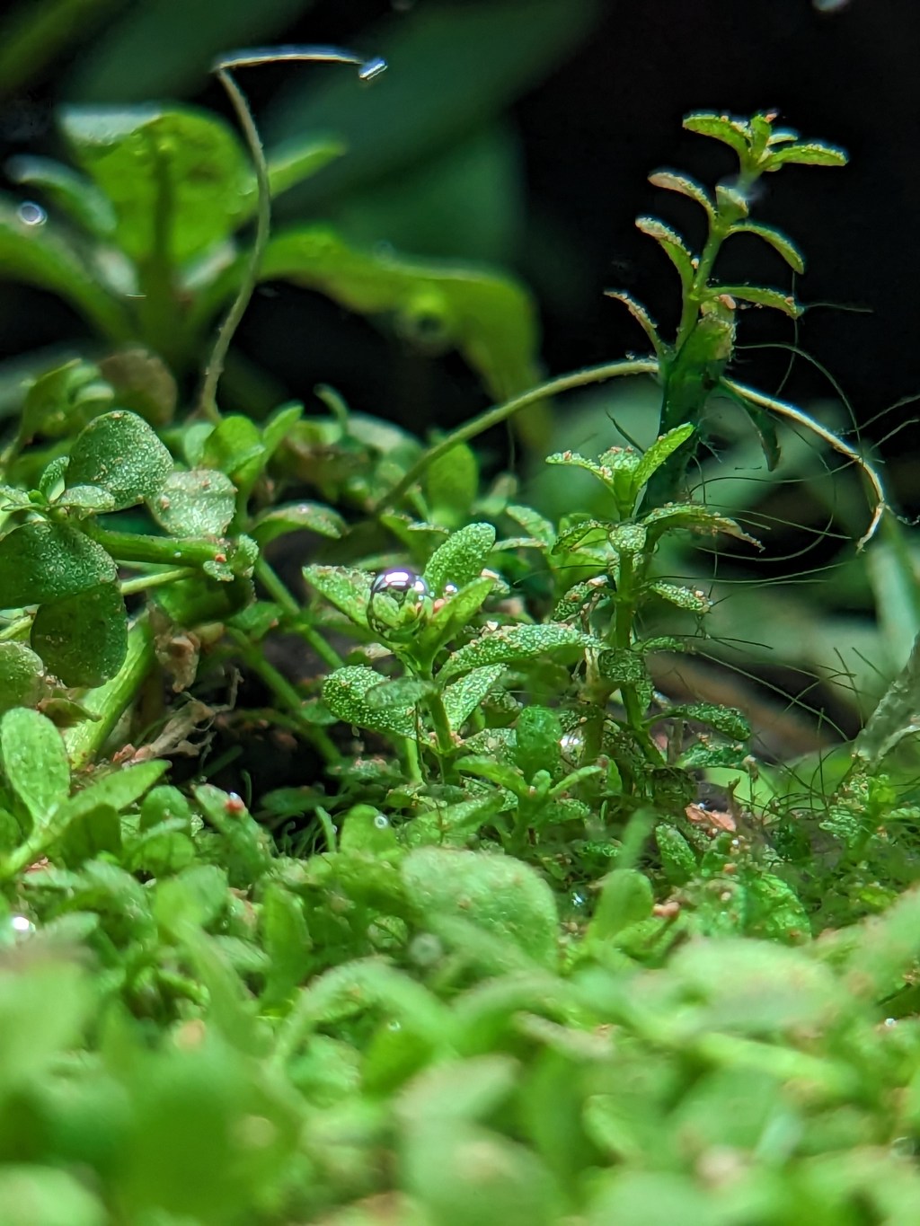 Underwater Photosynthesis