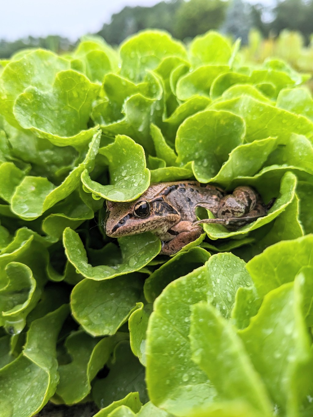 Wetlands are Critical Agricultural&nbsp;Infrastructure