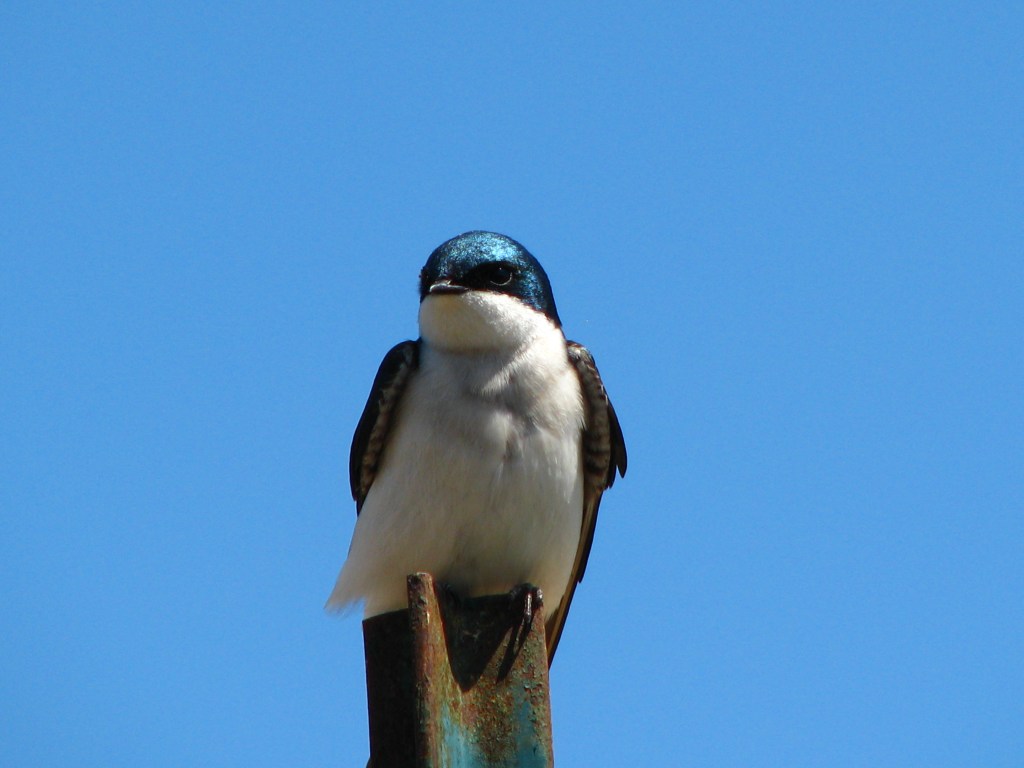 Build It And They Will&nbsp;Come