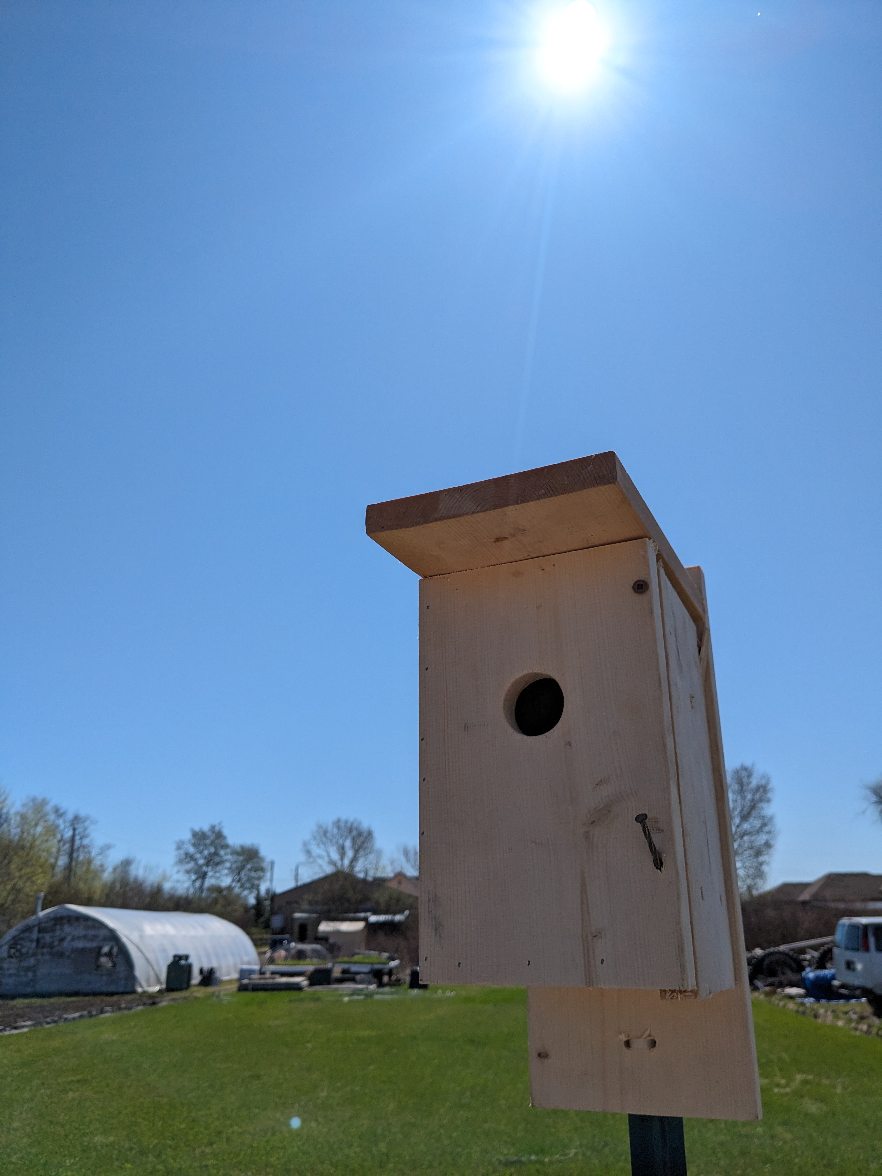 Tree Swallows and Anticipation