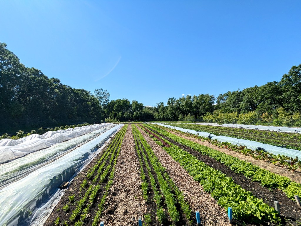 Re-Designing Our Zero Till Bed&nbsp;System