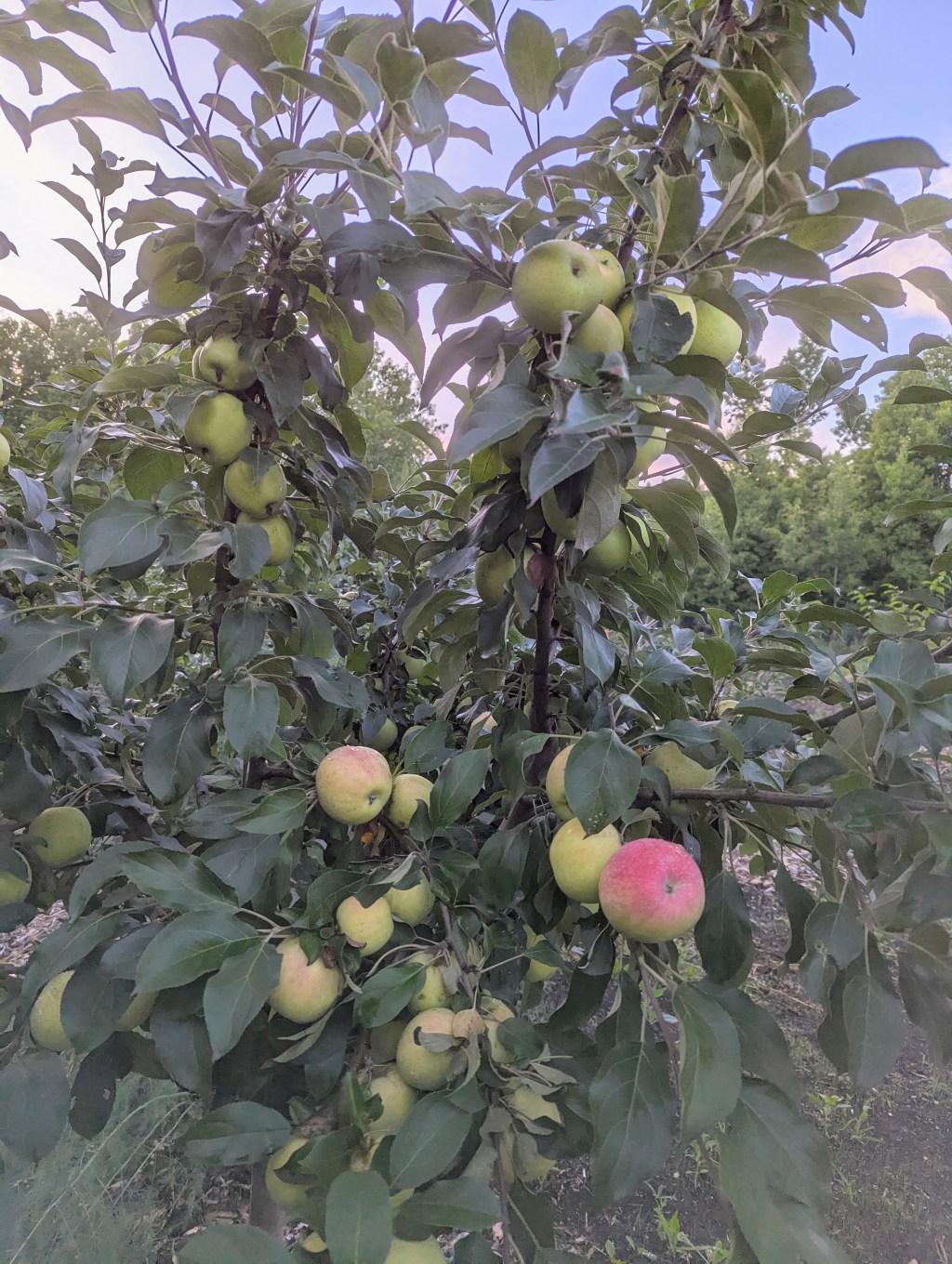 Our Little Orchard Story